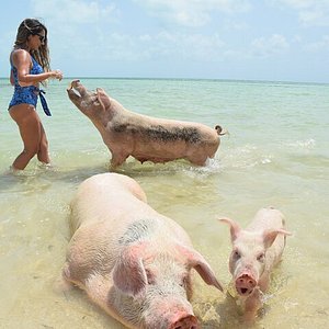 j&s tours and swimming pigs