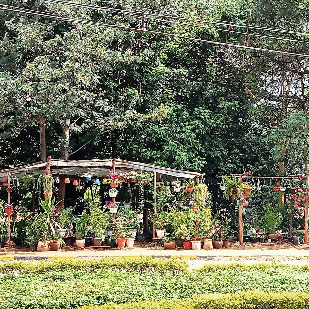 Westlands Botanical Garden (Nairobi) - Lohnt es sich? Aktuell für 2025 ...