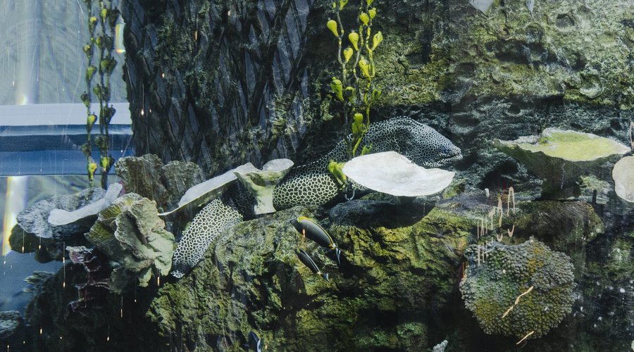 Nastya, the moray eel living in AVIAPARK's aquarium 