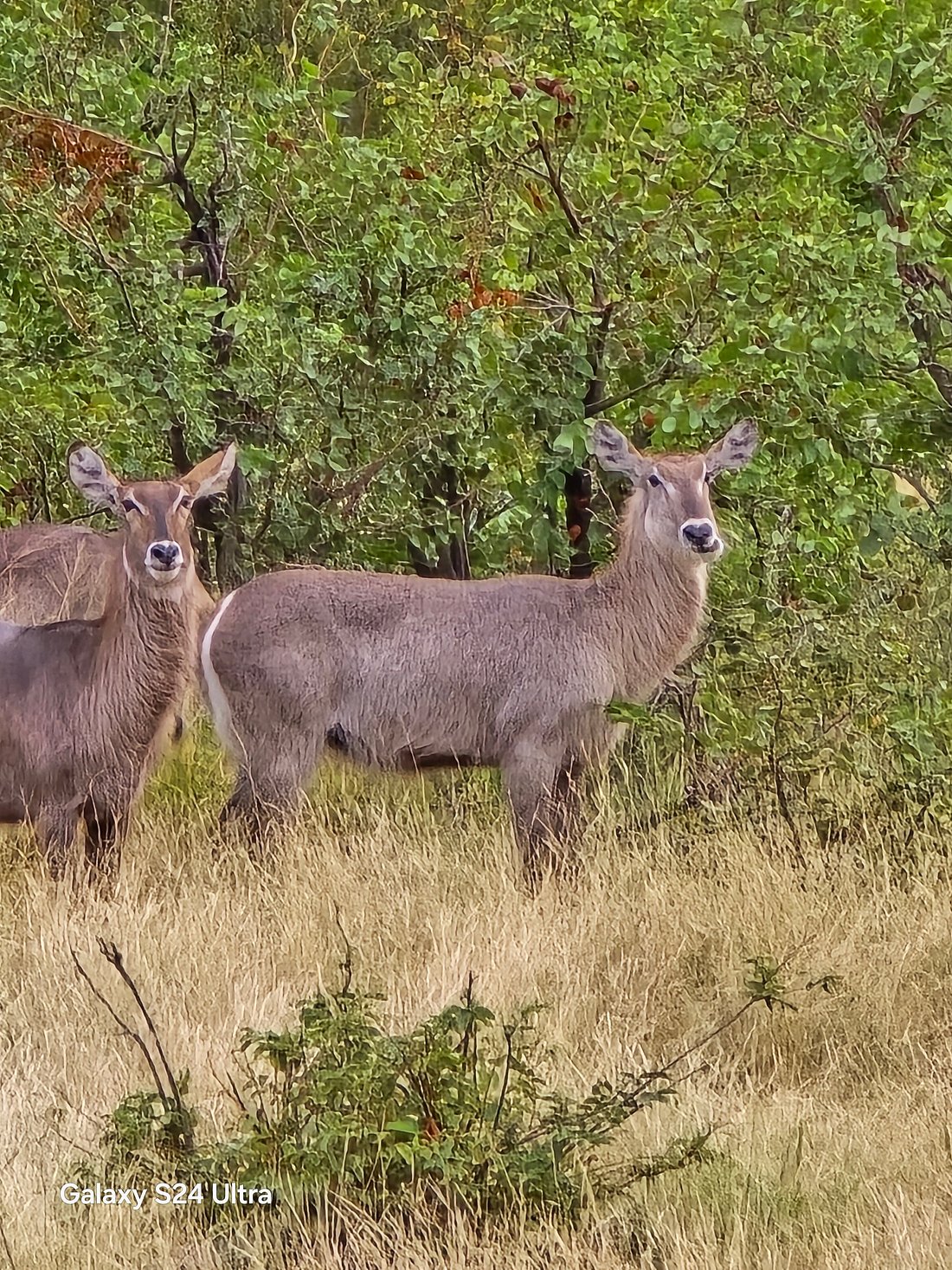 KINGS CAMP PRIVATE GAME RESERVE (Частный заповедник Тимбавати) - отзывы,  фото и сравнение цен - Tripadvisor