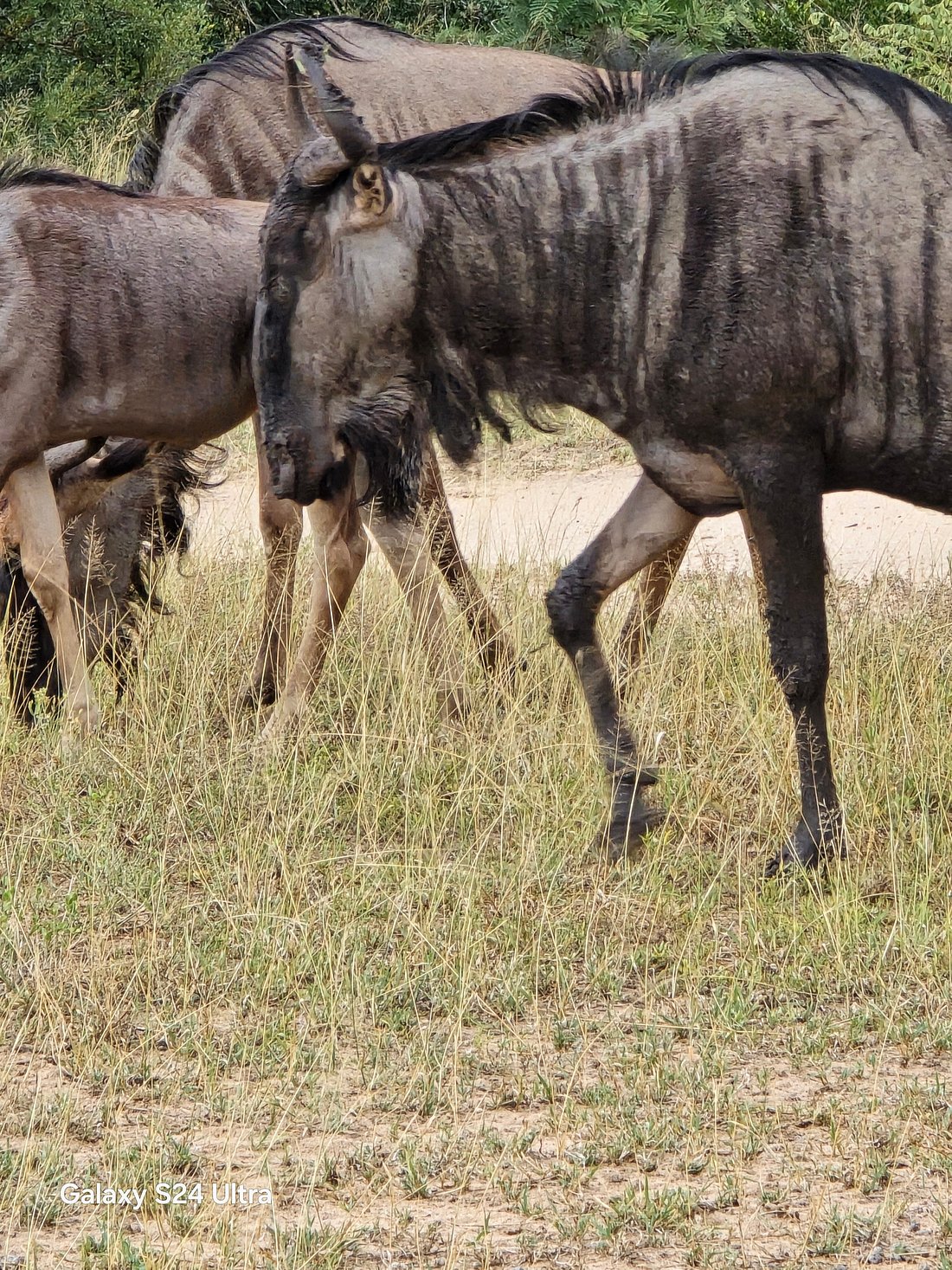 KINGS CAMP PRIVATE GAME RESERVE (Частный заповедник Тимбавати) - отзывы,  фото и сравнение цен - Tripadvisor