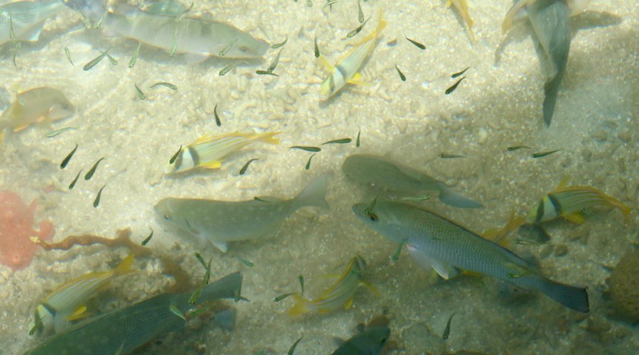 Crystal clear water and abundant fish