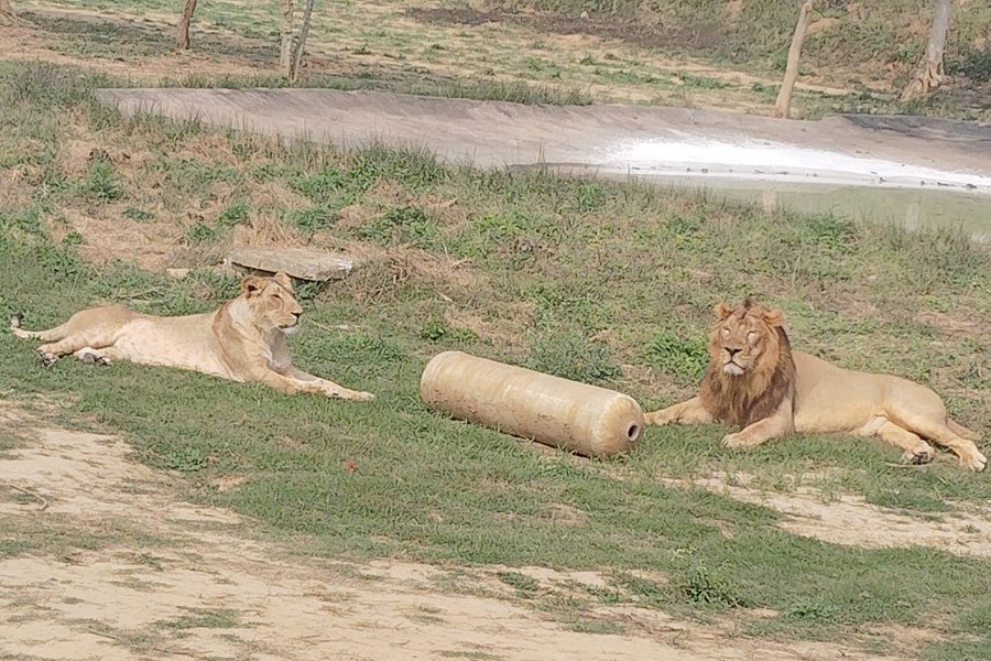 lion safari etawah photos