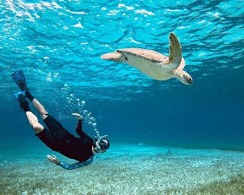 THE 10 BEST Cozumel Scuba Diving & Snorkeling (Updated 2024)