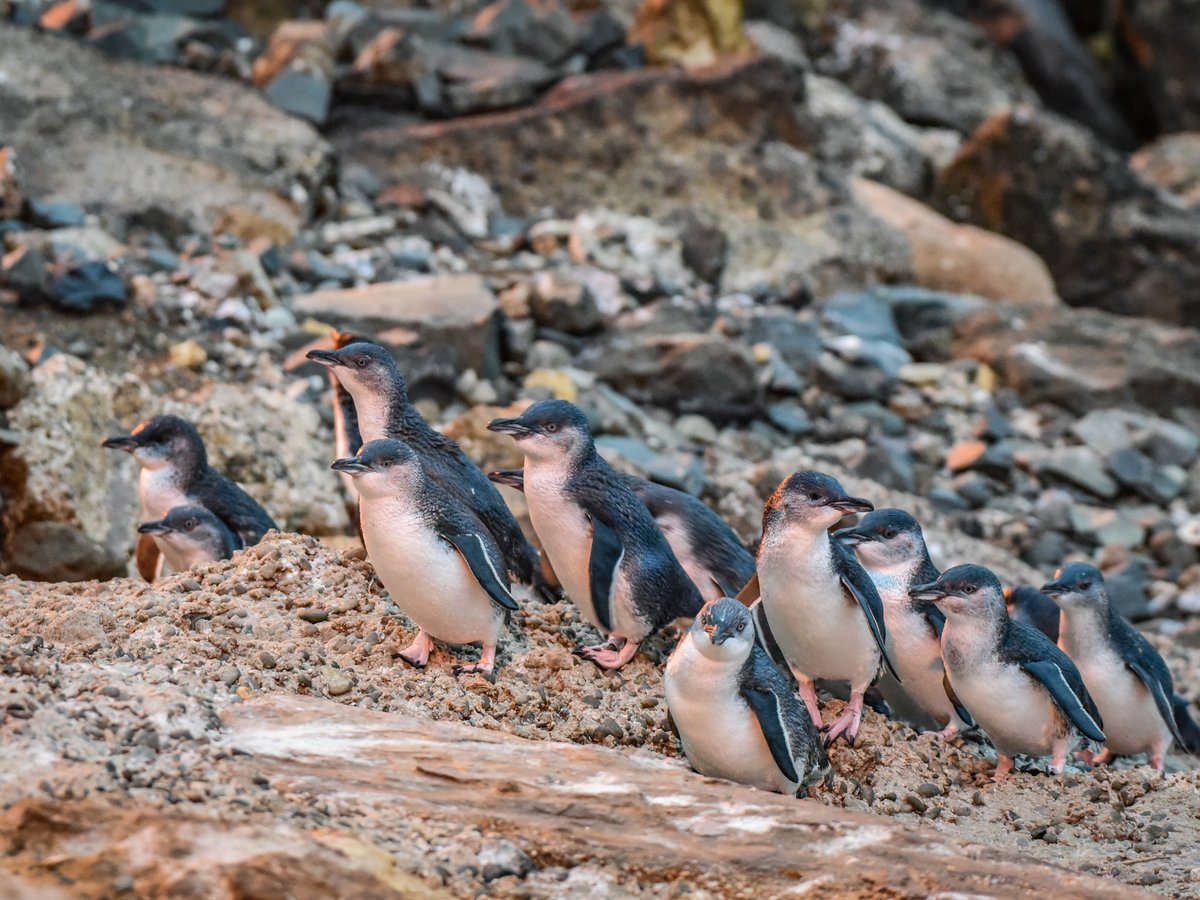 Oamaru Blue Penguin Colony, Оамару: лучшие советы перед посещением -  Tripadvisor