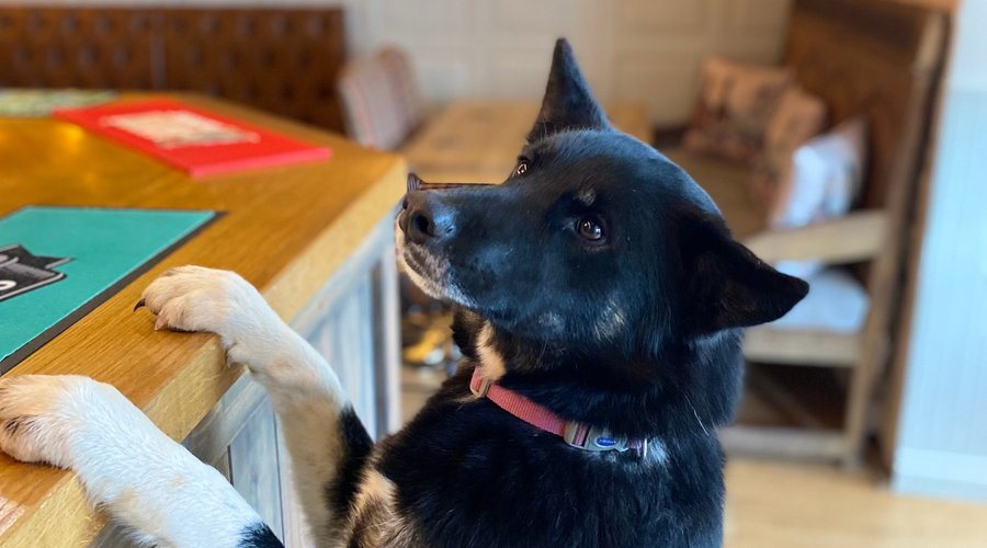 We are dog friendly and welcome your furry friend 