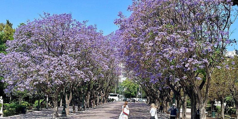 Trees in bloom with purple flowers in Athens' National Garden.