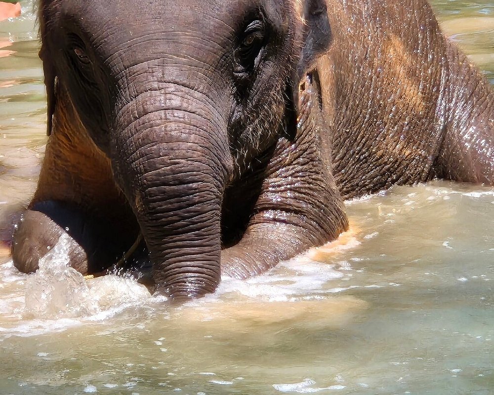 Khao Lak Elephant Home, Као-Лак: лучшие советы перед посещением -  Tripadvisor