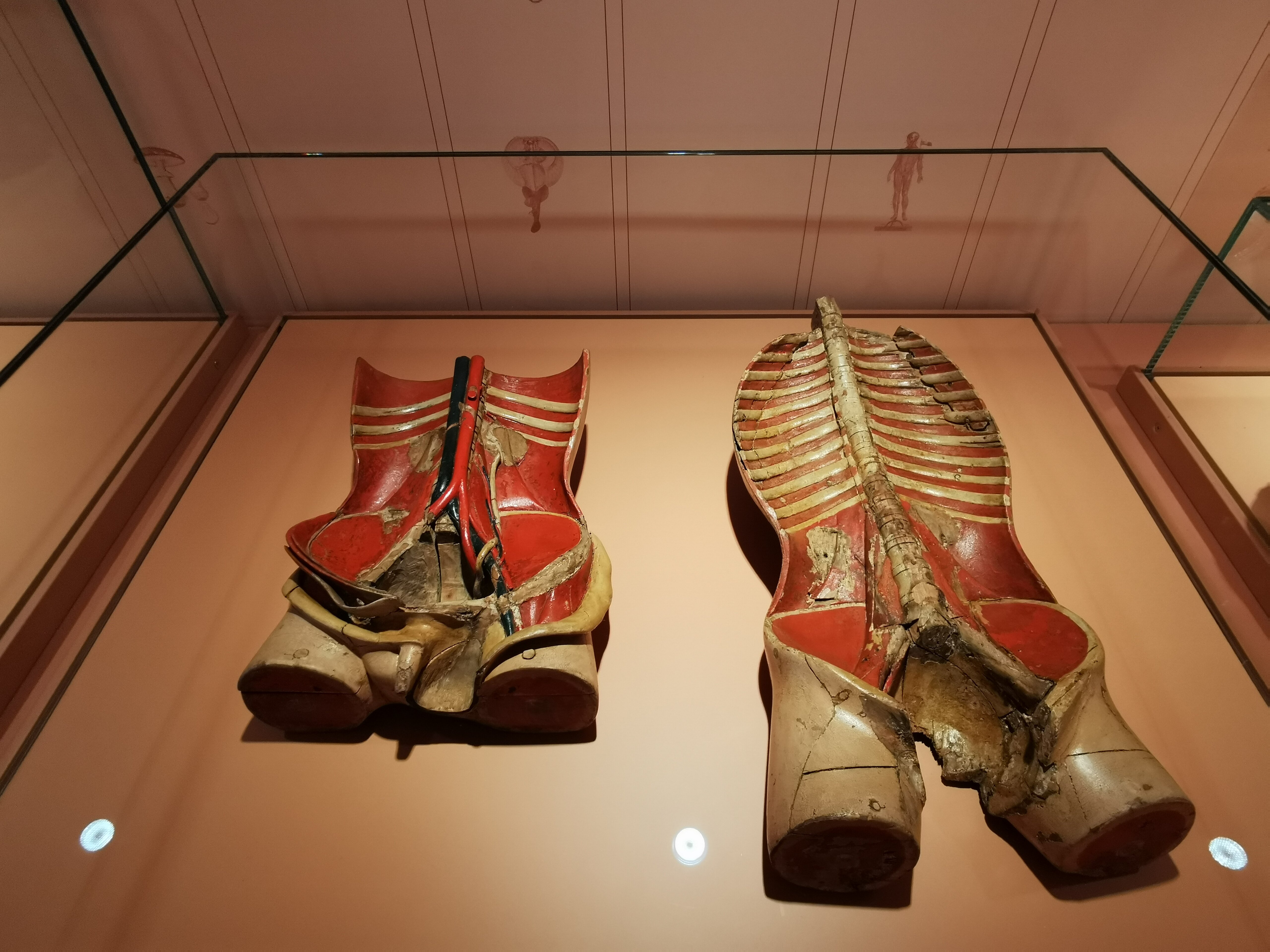 スペゴラ博物館人体解剖模型☆Anatomica☆アトラス - メルカリ