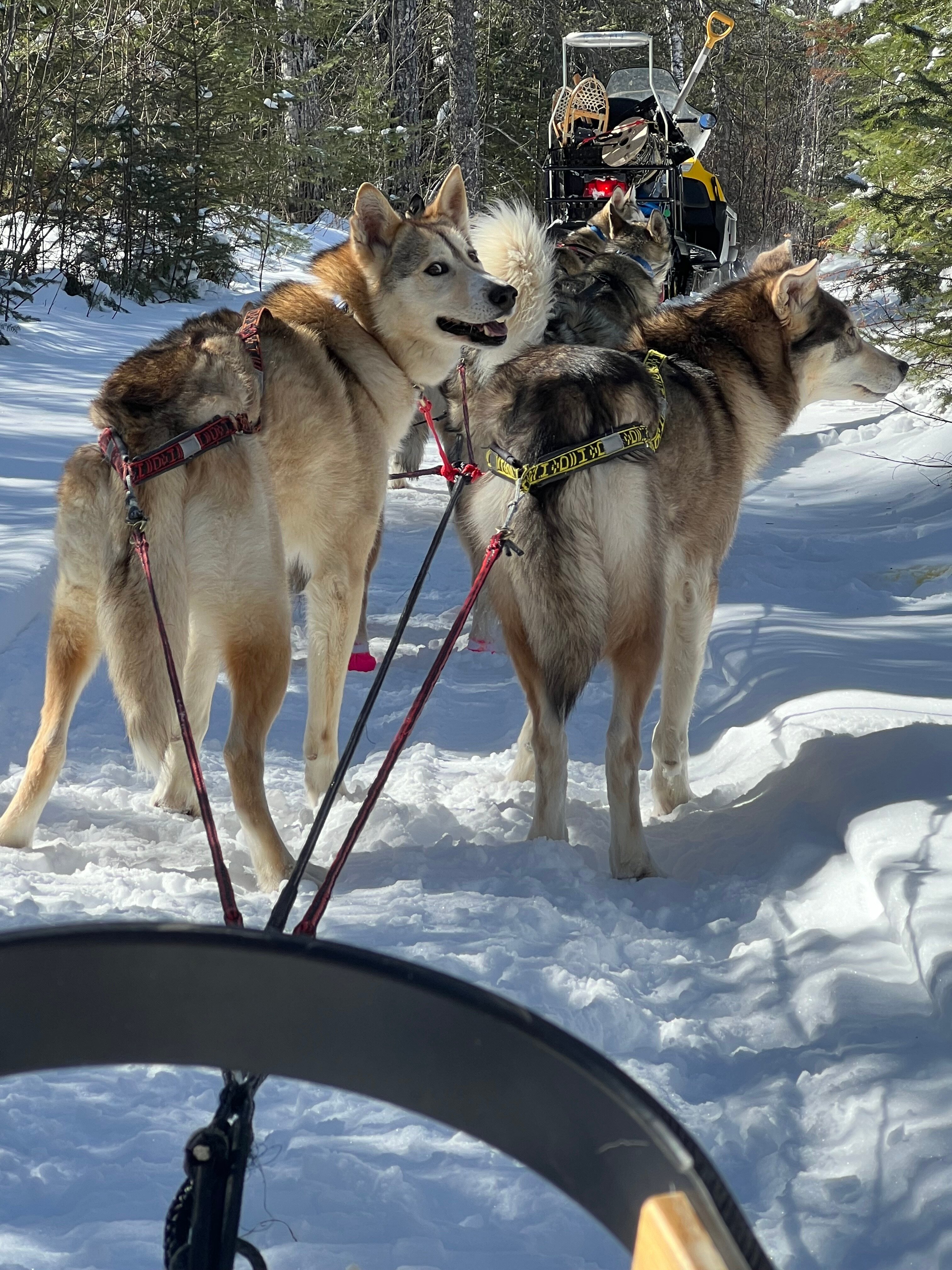 Points unknown dog sledding fashion