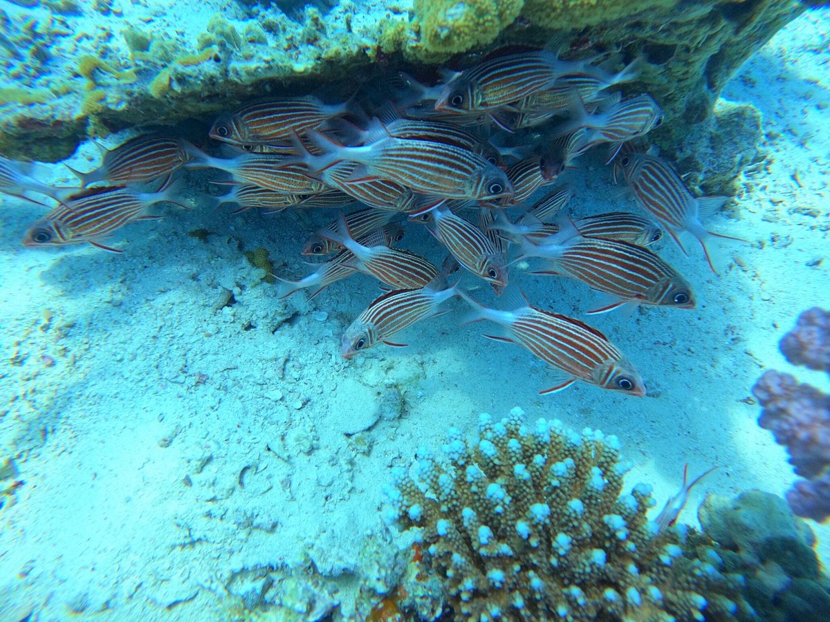 Red Sea Star Diving Centre, Хургада: лучшие советы перед посещением -  Tripadvisor