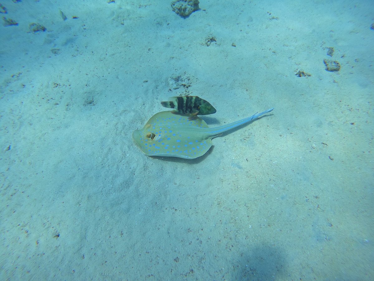 Red Sea Star Diving Centre, Хургада: лучшие советы перед посещением -  Tripadvisor