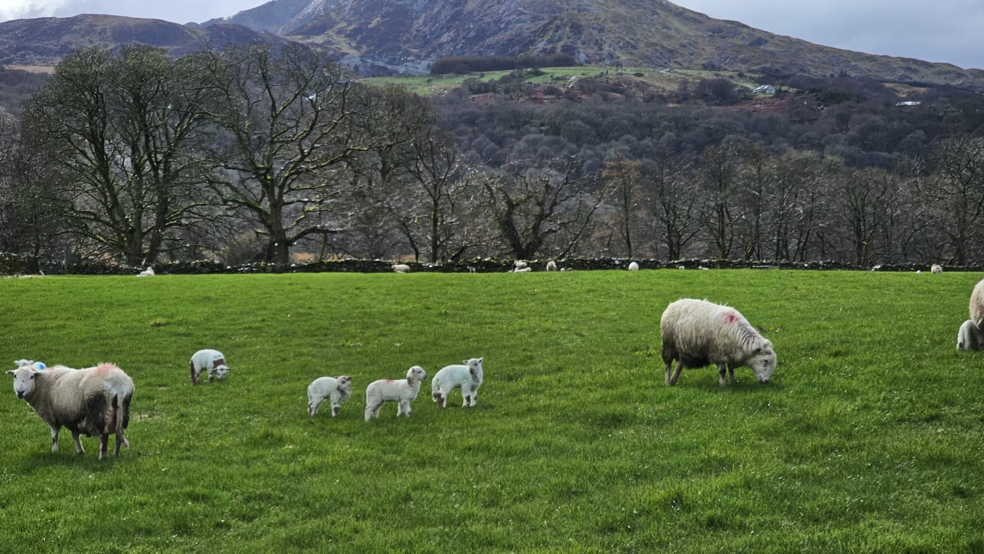 DOLGAM CAMPSITE AND FARMHOUSE BED & BREAKFAST (Capel Curig, Gales ...