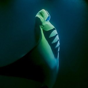 Ocean Themed Marine Life Fairy String Lights - Manta Ray Advocates