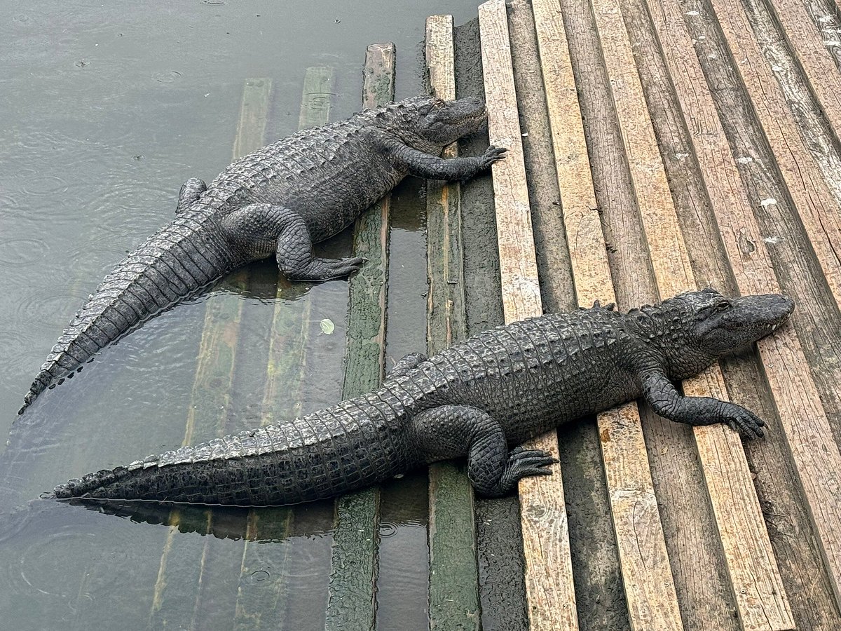 Gatorland - All You Need to Know BEFORE You Go (2024)