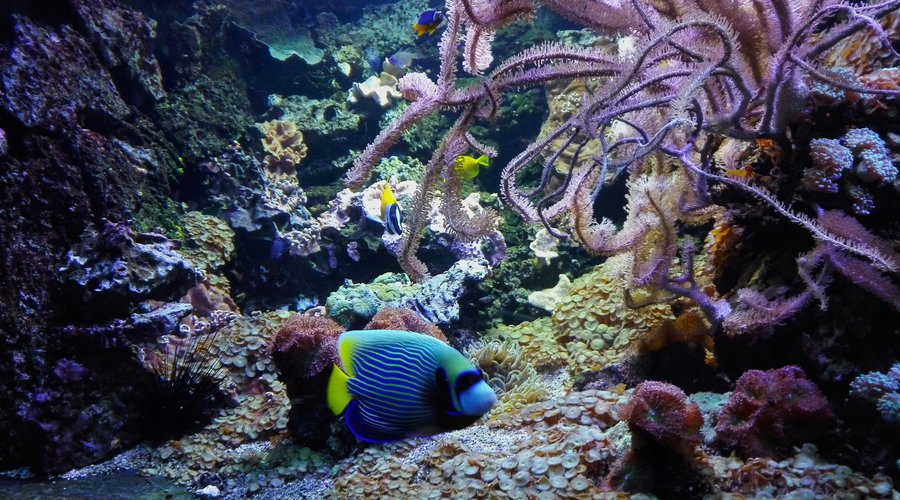 sehr bunte Meerwasserfische