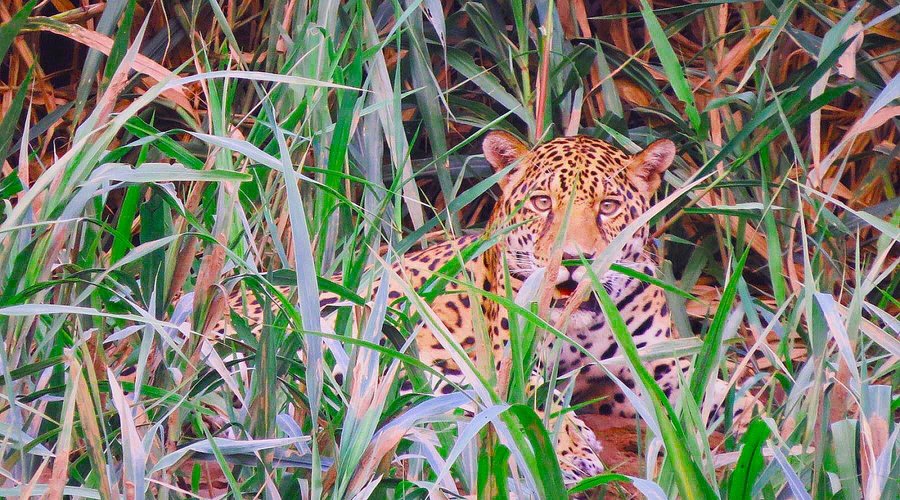 In the Amazon rainforest that we protect at Tambopata Ecolodge, the jaguar population is growing.