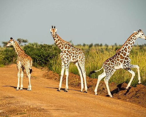 tours and travel in uganda
