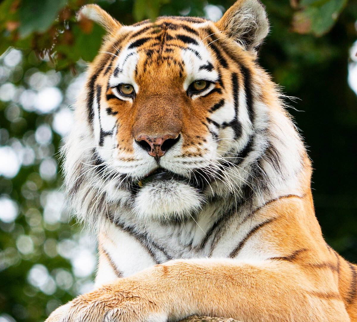 Dartmoor Zoological Society, Sparkwell: лучшие советы перед посещением -  Tripadvisor