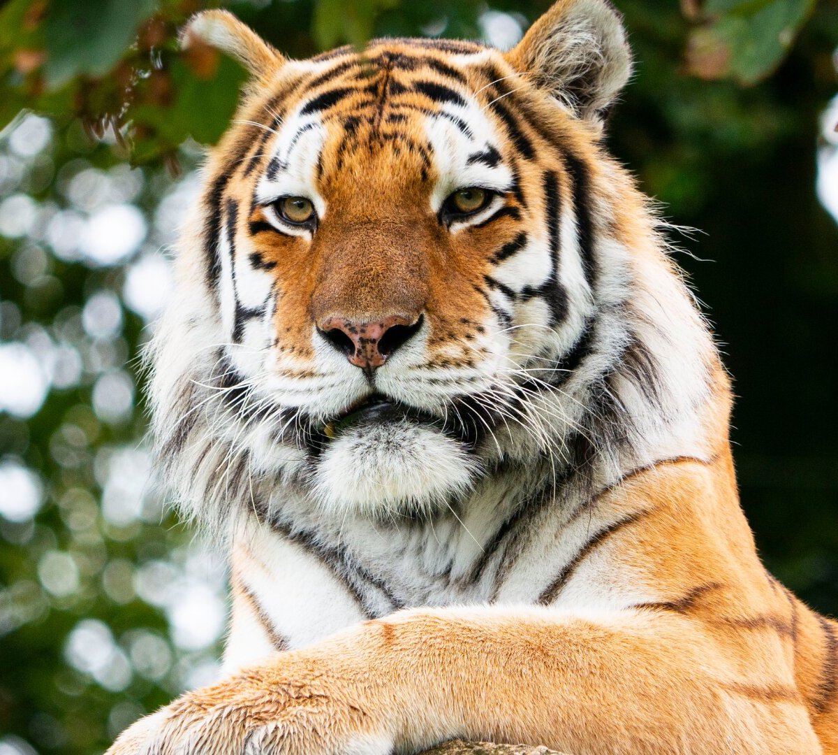 Dartmoor Zoological Society, Sparkwell: лучшие советы перед посещением -  Tripadvisor