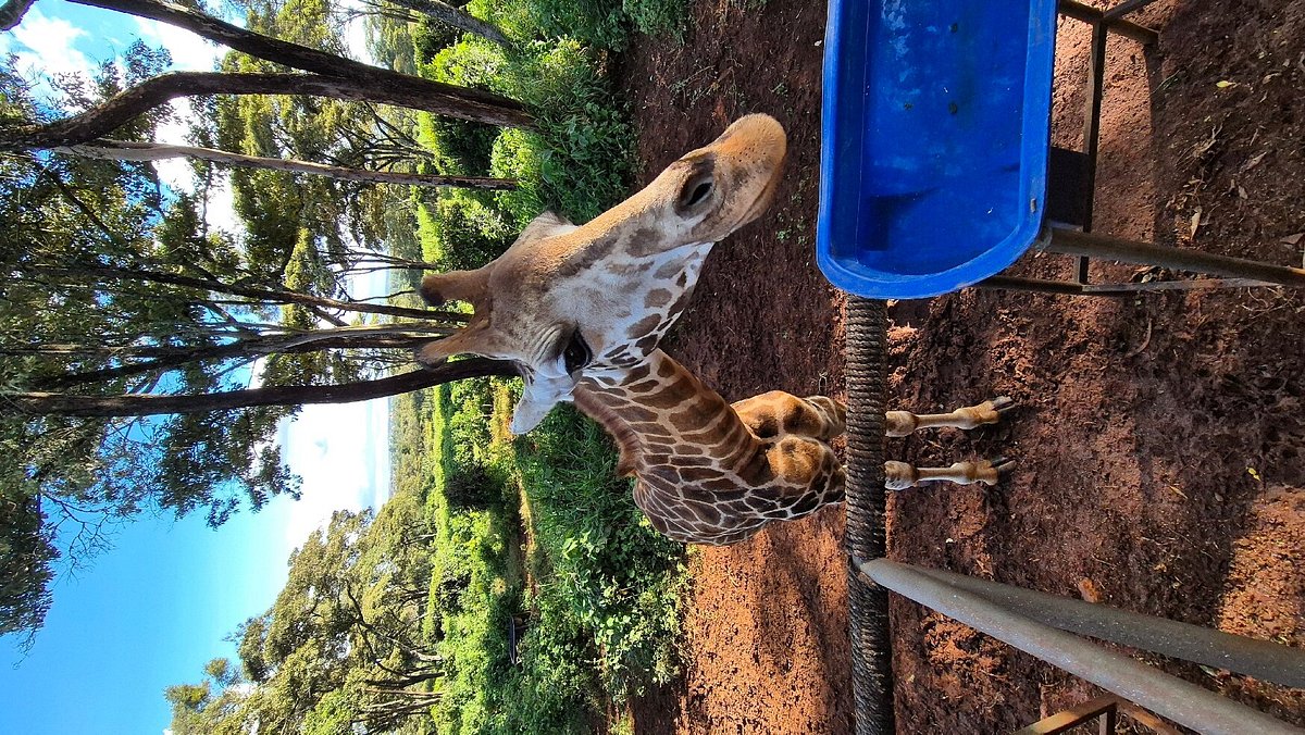 GIRAFFE MANOR (Кения/Найроби) - отзывы и фото - Tripadvisor