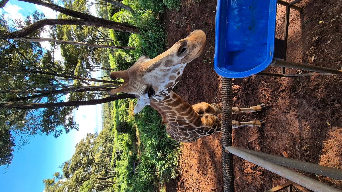 GIRAFFE MANOR (Кения/Найроби) - отзывы и фото - Tripadvisor