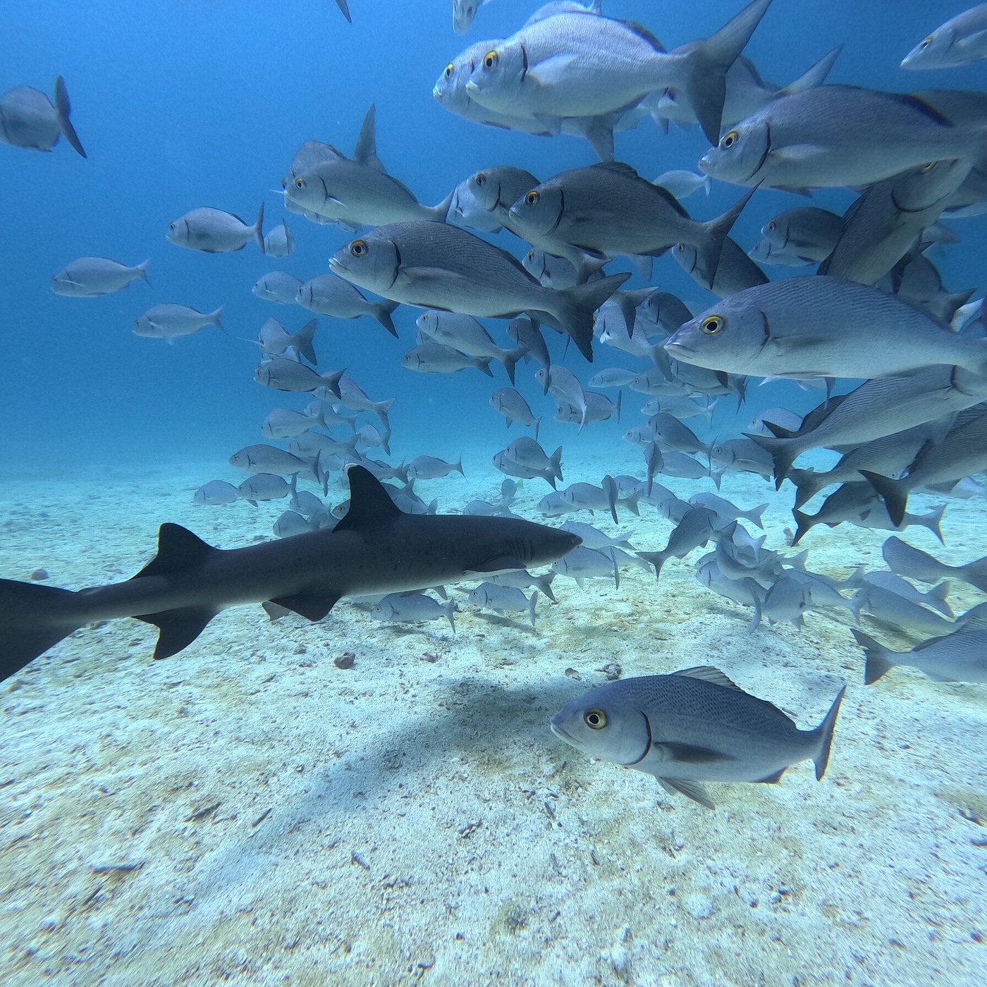 Seymour Island: All You Must Know Before You Go (2024) - Tripadvisor