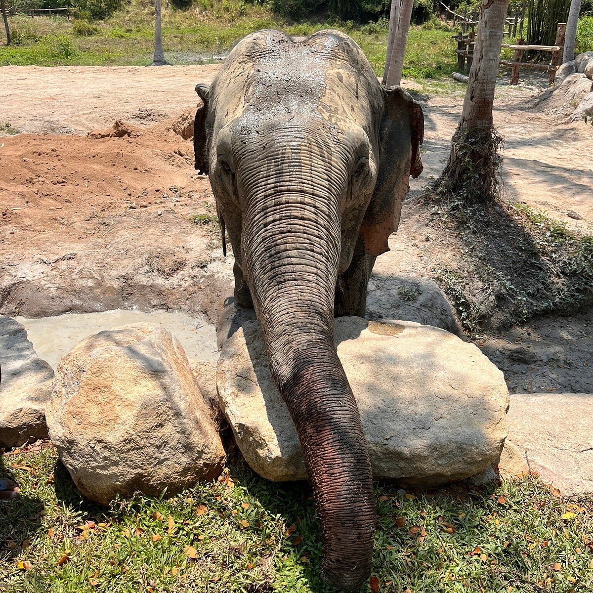 Phangan Elephant Sanctuary, Пханган: лучшие советы перед посещением -  Tripadvisor