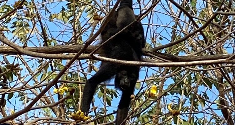 Howler Monkeys !