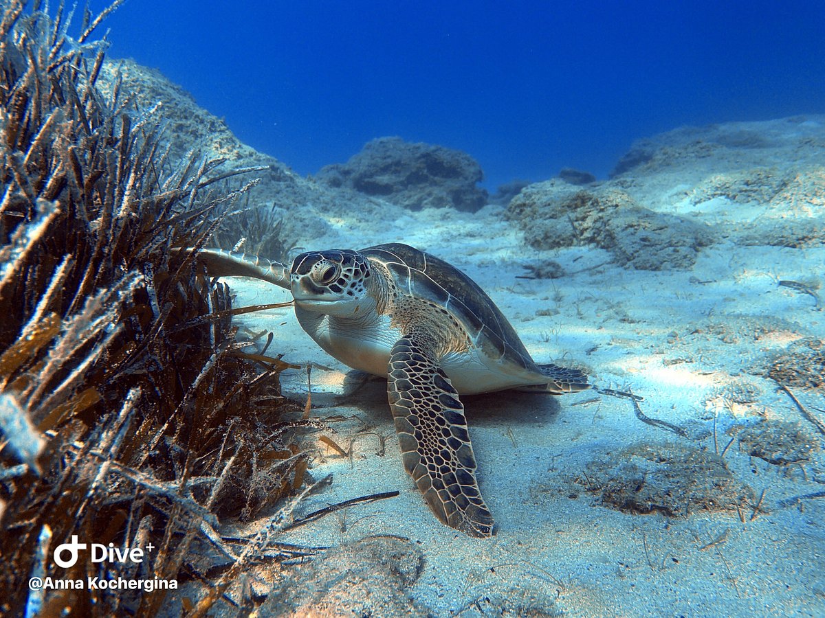 Подводный Мир Scuba Diving, Айя-Напа: лучшие советы перед посещением -  Tripadvisor