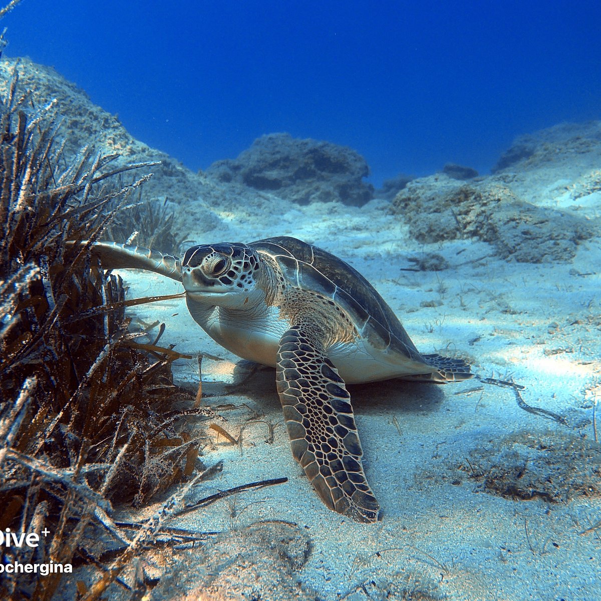 Подводный Мир Scuba Diving, Айя-Напа: лучшие советы перед посещением -  Tripadvisor