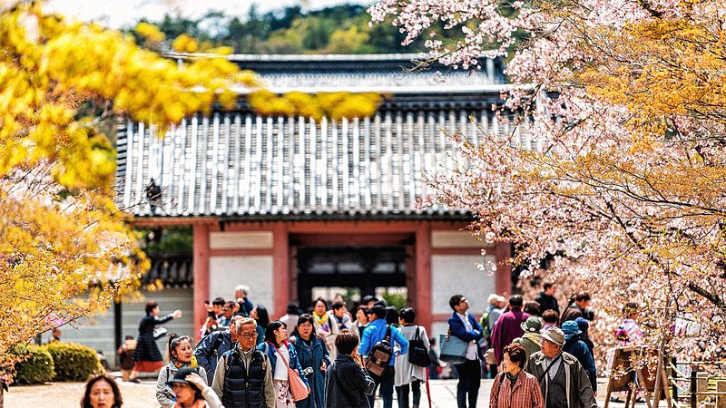 Tourists visiting Ninna-Ji temple during cherry blossom season