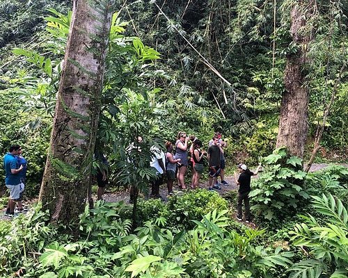 el yunque rainforest tour with transportation