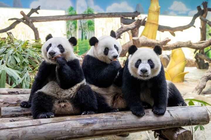 Chimelong Safari Park (2025) - All You Need to Know BEFORE