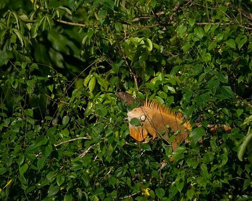 tortuguero boat tours