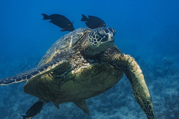 2024 (Oahu) Moana’s Guided Turtle Snorkel & Sailing Adventure at Waikiki