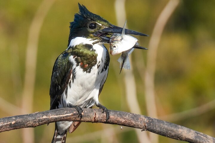 2024 Full day Paraguay River Nature and Wildlife Boat Tour