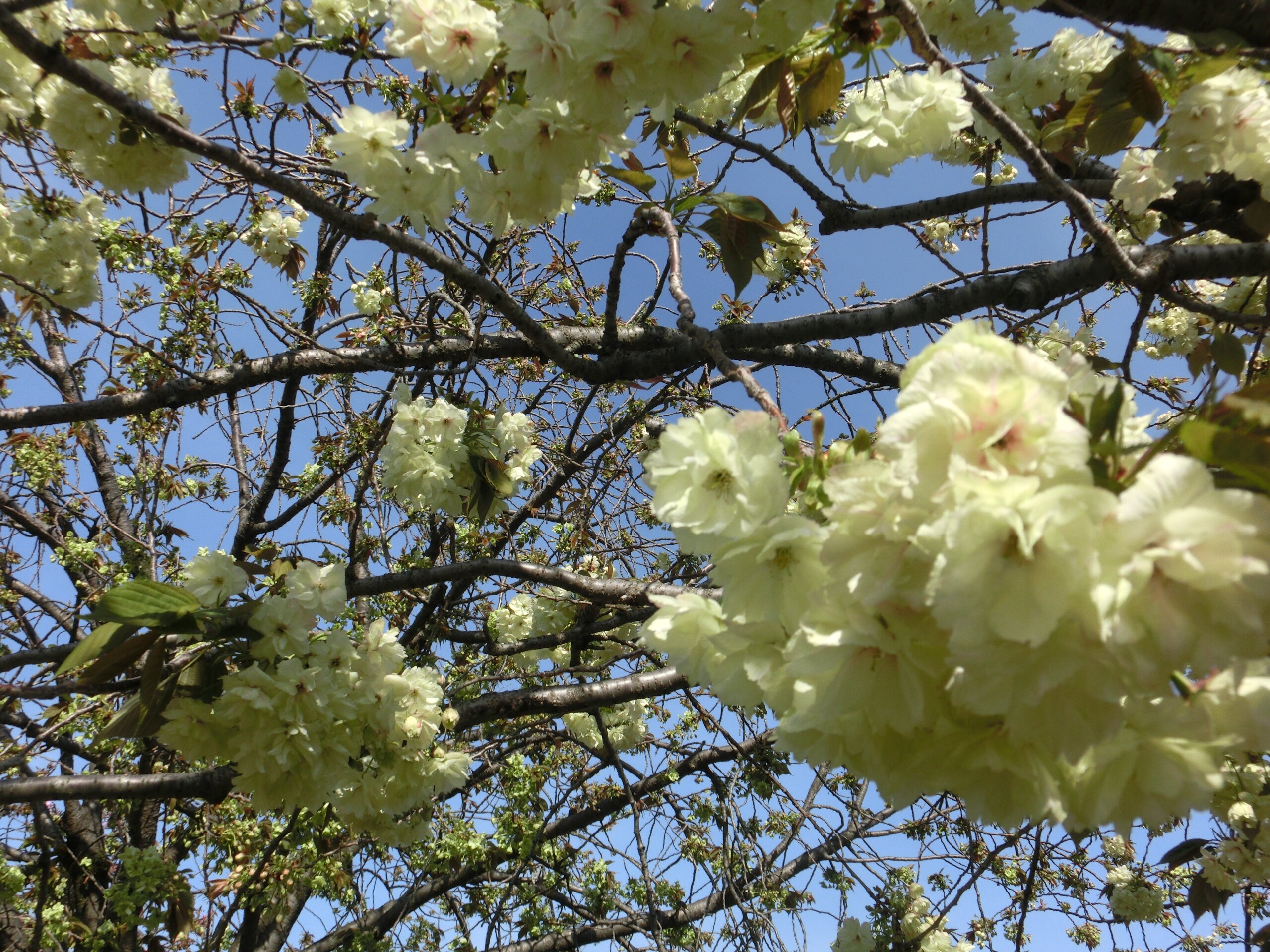 楽天市場】盆栽桜栽培セットの通販