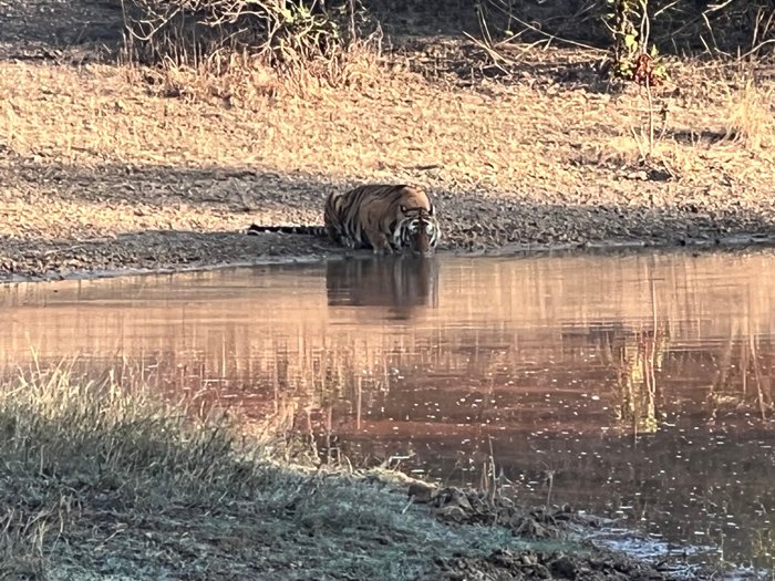 LEMON TREE WILDLIFE RESORT KANHA (Umaria, India) - foto's en reviews ...