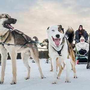 AK Sled Dog Tours - All You Need to Know BEFORE You Go (2024)