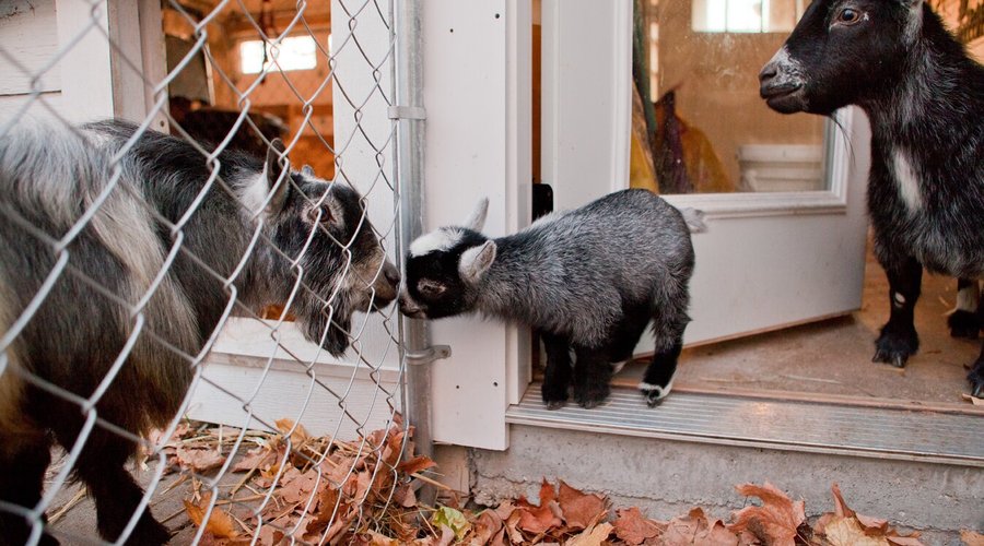 Breeder of registered pygmy goats.