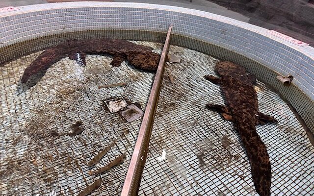 世界最大の両生類、特別天然記念物のオオサンショウウオ
１mをこえる巨体は圧巻です。