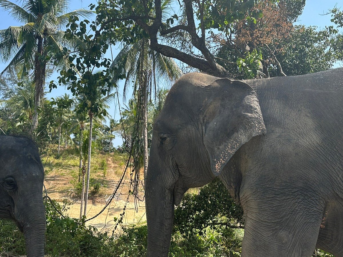 Patong Elephant Care, Патонг: лучшие советы перед посещением - Tripadvisor