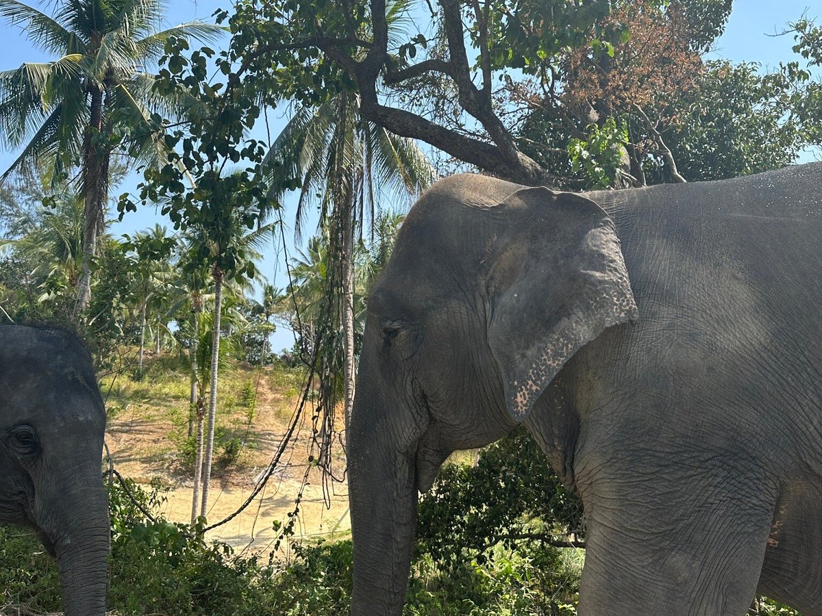 Patong Elephant Care, Патонг: лучшие советы перед посещением - Tripadvisor