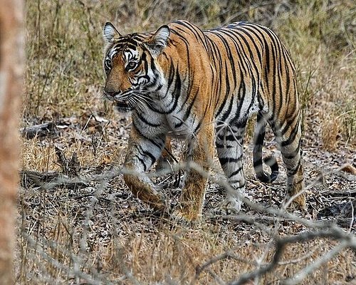 tiger safari in kerala