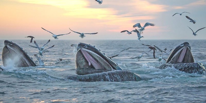 Boston whale watching season: When and how to view whales near Boston ...