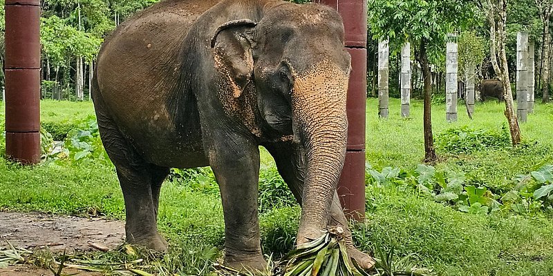 An elephant at Phuket Elephant Sanctuary