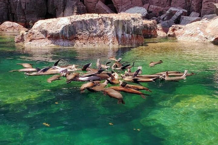 2024 Watching and Swimming with Sea Lions on Espiritu Santo Island