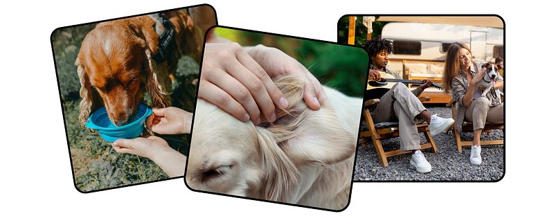 Collage of 3 images with dogs.