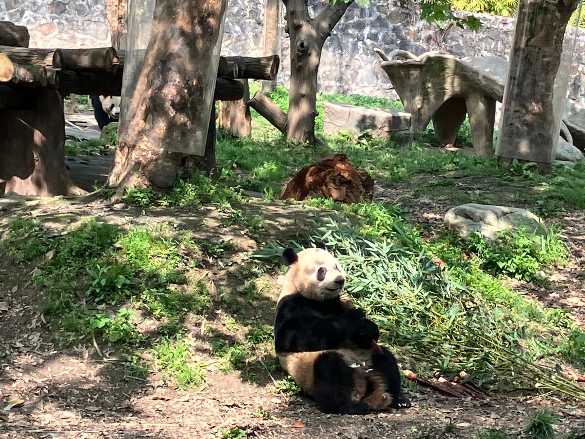 China Discovery Panda Volunteer, Чэнду: лучшие советы перед посещением -  Tripadvisor